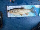 SWIN2441.JPG