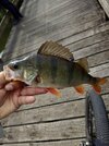IMG_20260817_075046.jpg