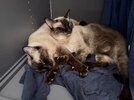 IMG_2681.jpeg