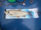 IMG_3367.JPG