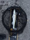 IMG_7149.jpeg