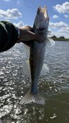 IMG_4326.jpeg