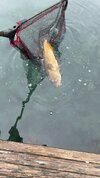 IMG_1274.jpeg