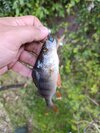 IMG_20260910_181518.jpg