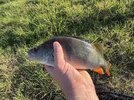 IMG_0534.jpeg