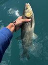 IMG_9736.jpeg