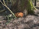 IMG_5715.jpeg