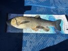 IMG_3429.JPG