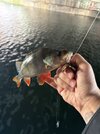 IMG_4323.jpeg