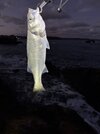 IMG_1912.jpeg