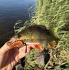 IMG_0698.jpeg