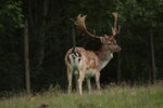 IMG_7239.JPG
