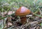 IMG_5548.jpeg