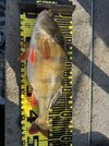 IMG_7666.jpeg