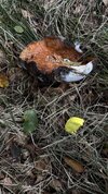 IMG_9692.jpeg