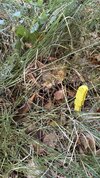 IMG_9727.jpeg