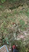 IMG_9730.jpeg