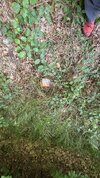 IMG_9731.jpeg