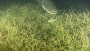wels_goPro2.jpg wels_goPro2.jpg