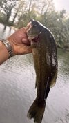 IMG_6339.jpeg