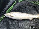Seatrout 3.jpg Seatrout 3.jpg