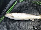 Seatrout 3.jpg