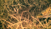A14BE861-B34B-41D1-A0F6-C585053846B2.gif