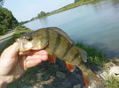 30_5er_barsch_vom_25.5.2010_aus_dem_wdk__dorsten._k__der_war_ein_2er_dam-spinner_in_silber-rot.jpg