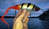 0008573_guppie-transparent-perch.jpg