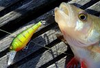 finger-shad__small_.jpg