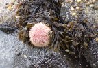 Sea Urchin Honningsvåg.jpg