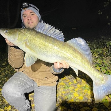 Bode Taipan Wobbler - Killer Suspending 9,5cm | Barsch-Alarm - das grte  Angelforum fr Spinnangler