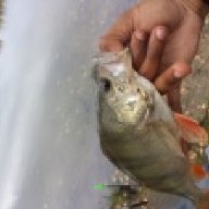 Perch_Love