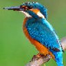 kingfisher