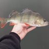 raubfiscHunter