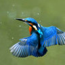 Kingfisher90