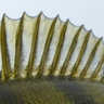 Surfole