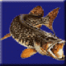 Irish-Fisher