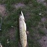 DA-Esox-Perch