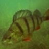 urbanperch19