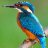 kingfisher