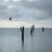 eagle-ray