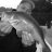 Jigging Marc