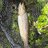 Bachangler_10