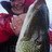 Lady-Esox