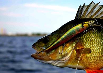 dicht-am-fisch.de