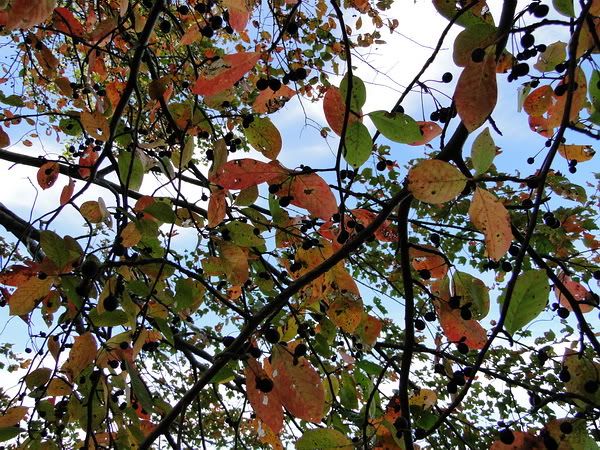 DSC00870.jpg