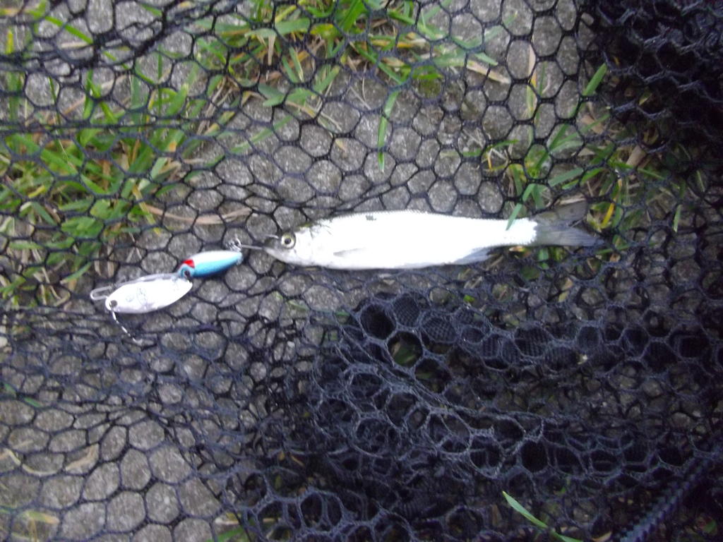 30210112az.jpg
