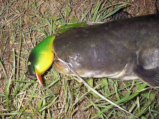 IMGP0469.jpg