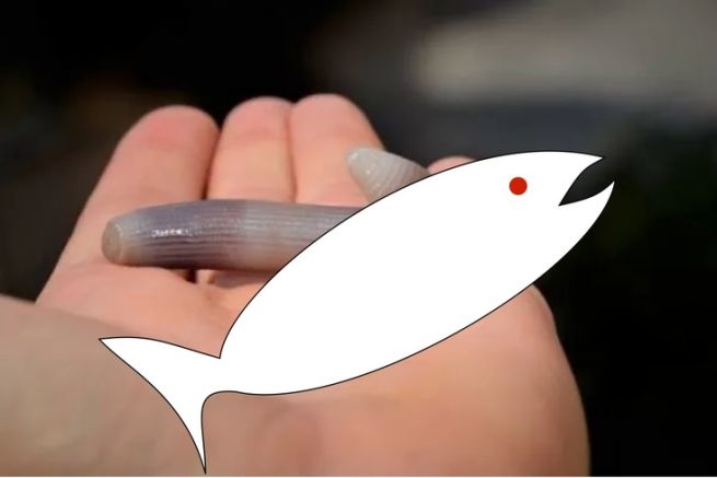 www.peche.com